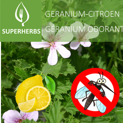 [9250] Géranium odorant citron pot 14