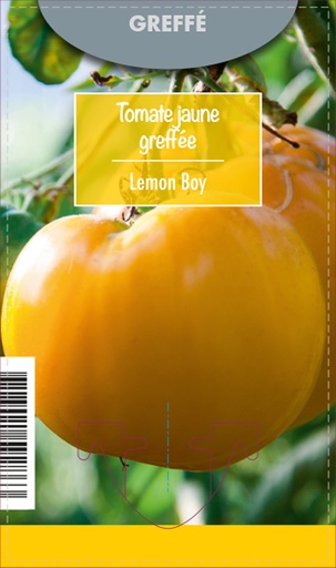 [DEG-00001] Tomate jaune Greffée