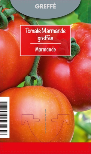 [DEG-00002] Tomate Marmande Greffée