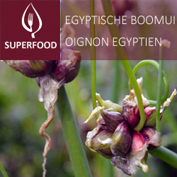 [9220] Oignon Egyptien pot 14