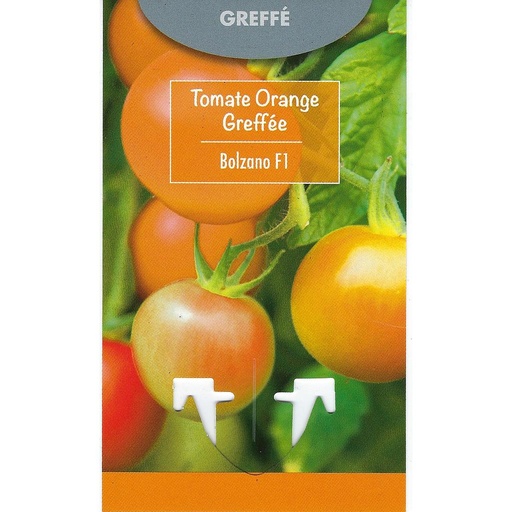 Tomate Orange Greffée