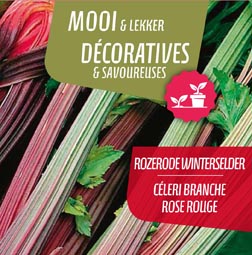 [9686] Céleri Branche Rose Rouge