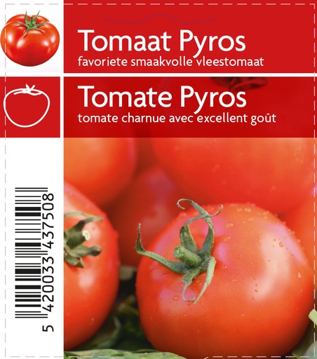 [3750] Tomate Pyros  pot 10,5