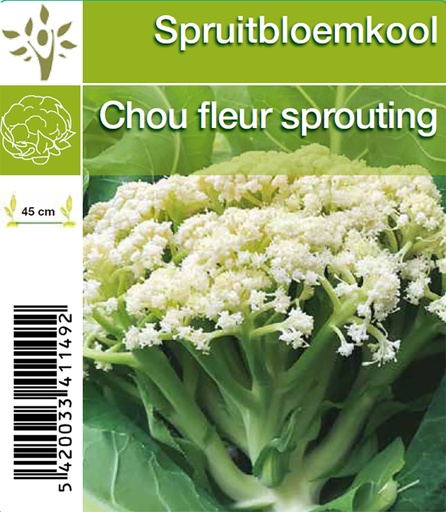 [1149] Chou fleur sprouting