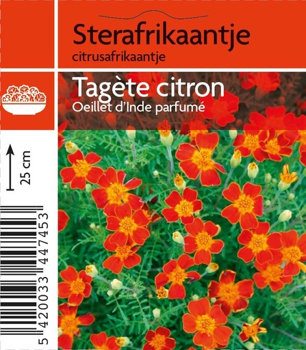 [4745] Tagéte citron