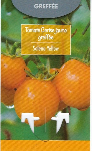 Tomate cerise jaune Greffée