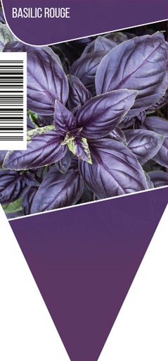 [4040] Basilic rouge