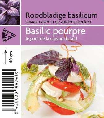 [4041] Basilic Pourpre