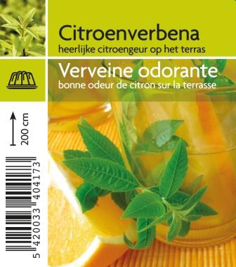 [4170] Verveine odorante