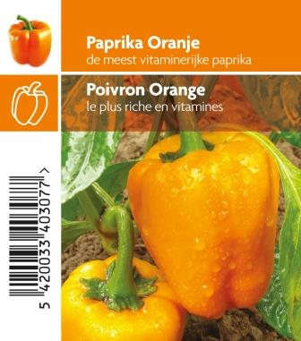 [3170] Poivron orange pot 10,5