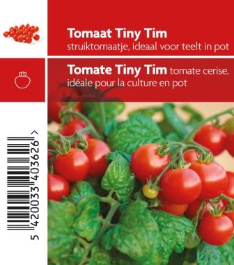 [3500] Tomate Tiny tim pot 10,5