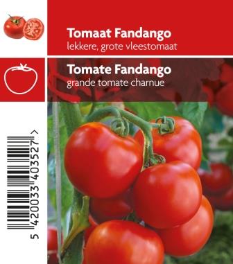 [3660] Tomate Fandango pot 10,5