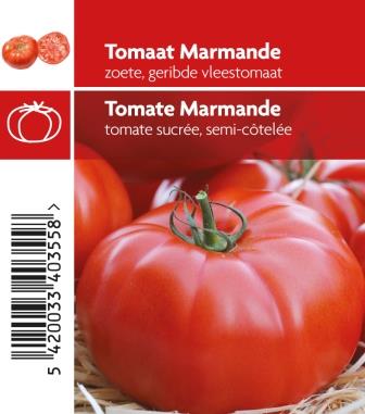 [3700] TomateMarmande pot 10,5