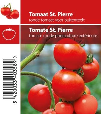 [3810] Tomate St. Pierre pot 10,5