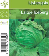 [1109] Laitue iceberg par tray (8x6)