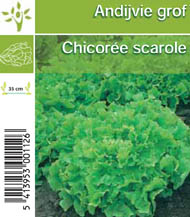 [1110] Chicorée scarole tray (8x6)