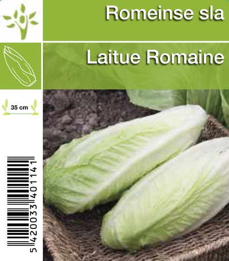 [1114] Laitue Romaine