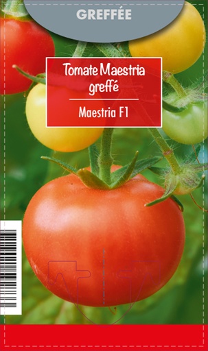 [7550] Tomate greffée Maestria