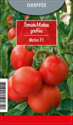 [7560] Tomate greffée MATIAS F1