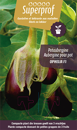 [7101] Aubergine pour pot