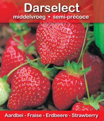 [601] Fraise Darselect pot 10,5