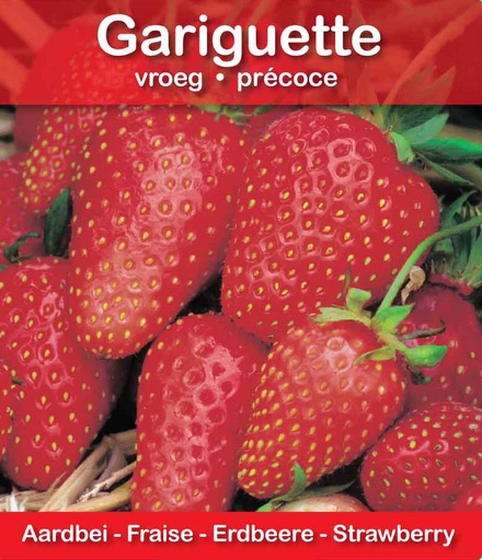 [605] Fraise Gariguette