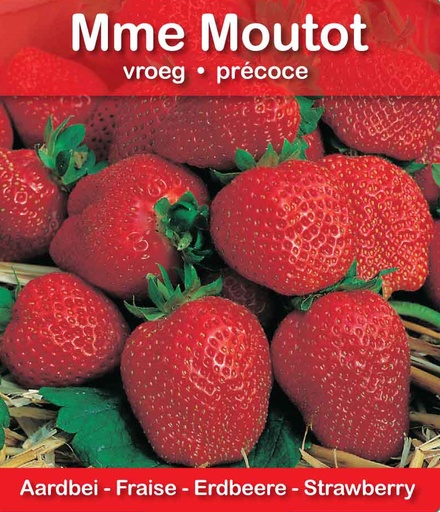 [608] Fraise MmeMoutot