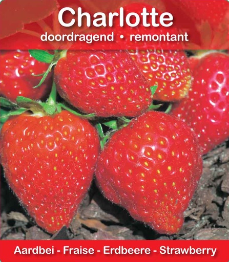 [616] Fraise Charlotte