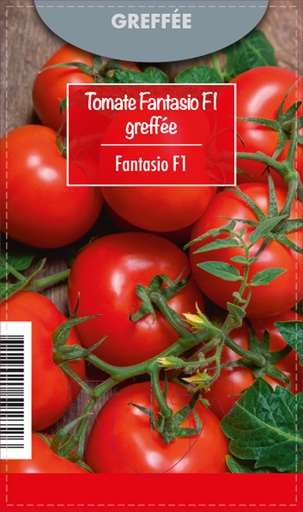 [7545] Tomate greffée Fantasio F1