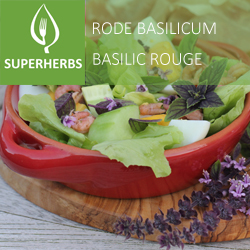 [9040] Basilic rouge pot 14