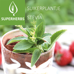 [9741] Stevia pot 14
