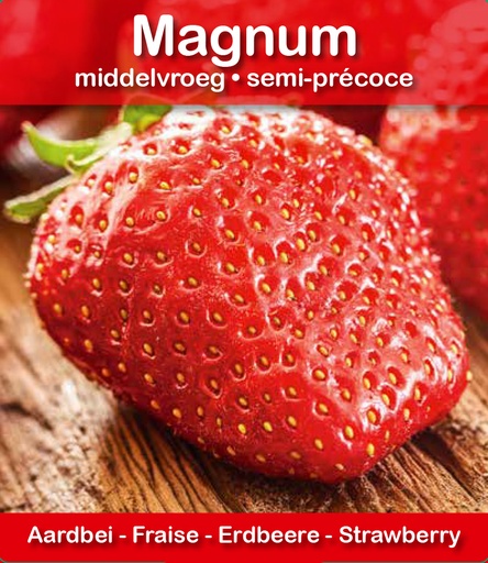 [621] Fraise Magnum